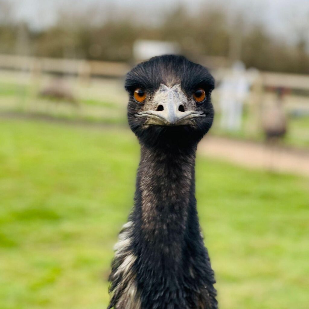 Emu staring at the camera