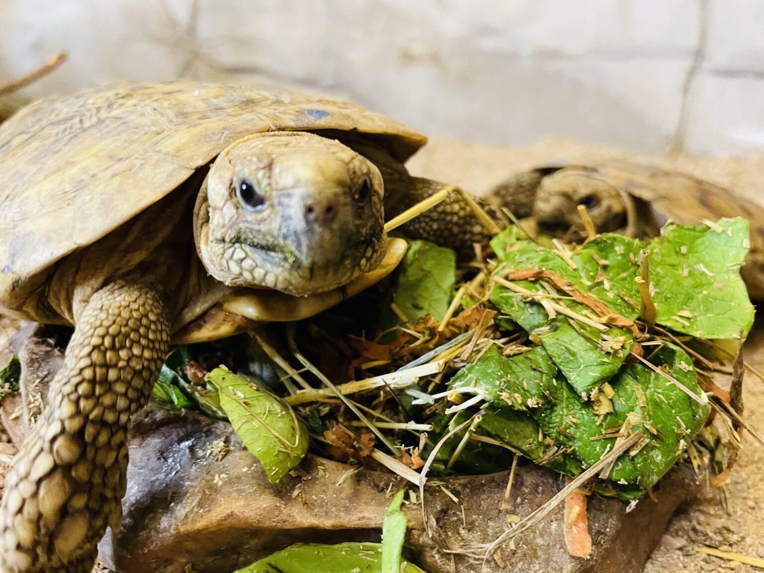 Pancake Tortoises Arrive At All Things Wild! | All Things Wild ...